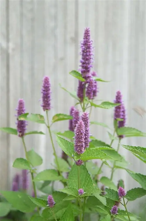 Agastache foeniculum, анисовый иссоп