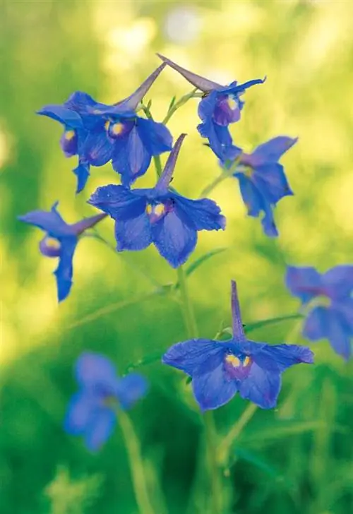 дельфиниум "голубая бабочка"