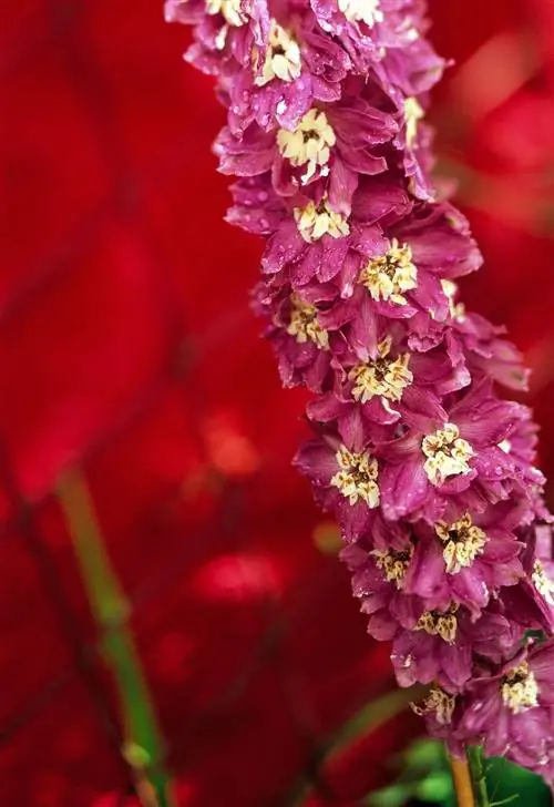 король Артур дельфиниум