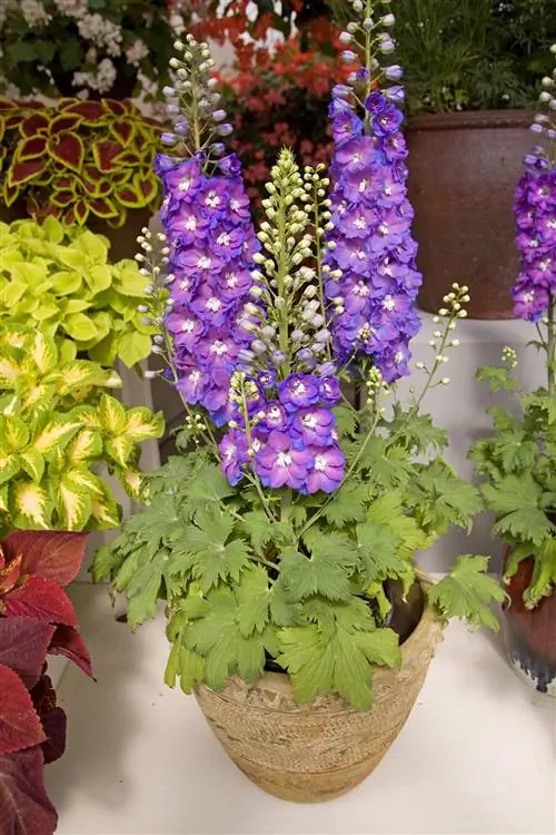 дельфиниум дасанте голубой