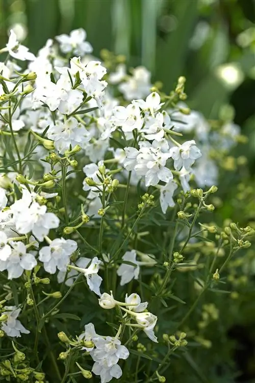 дельфиниум летние звезды