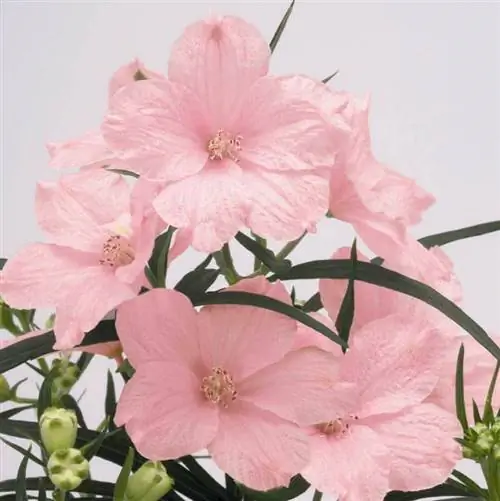 дельфиниум "летнее утро"