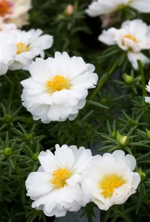 Солнечные часы Белая моховая роза