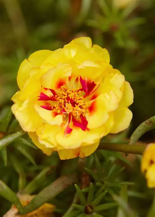 Солнечные часы Желтая моховая роза