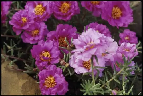 Как посадить и вырастить моховую розу