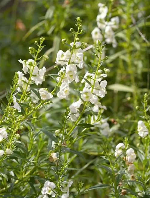 Ангелония Серена Уайт