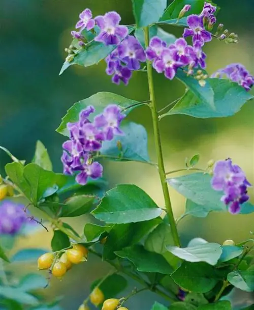 Дюранта прямостоячая