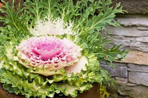 крупный план фиолетовой капусты