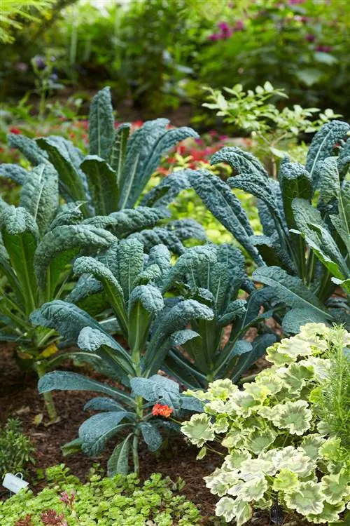 крупный план темно-зеленой капусты