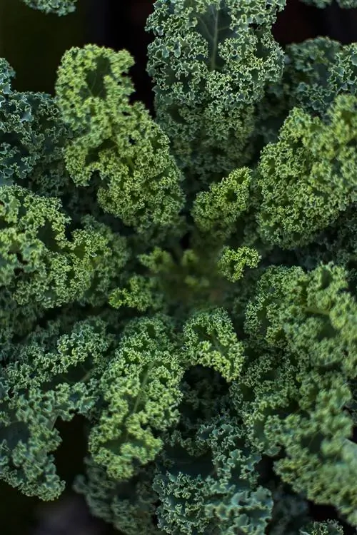 крупный план кудрявой листовой капусты