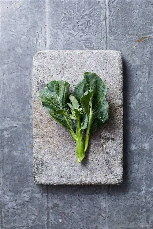 крупный план китайской брокколи