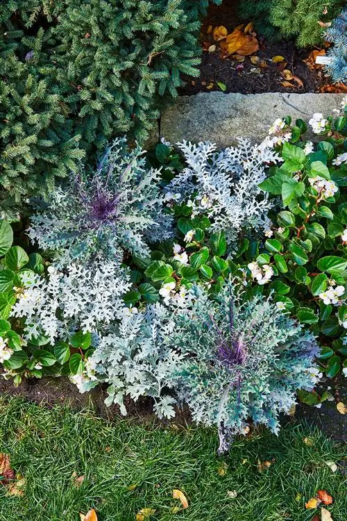 красная русская капуста, растущая с бегониями и пыльным мельником