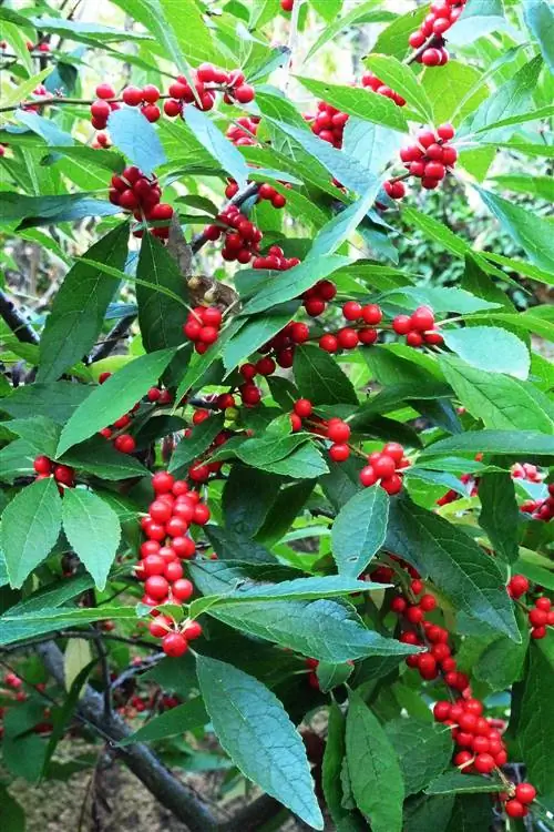 Зимняя ягода крупным планом