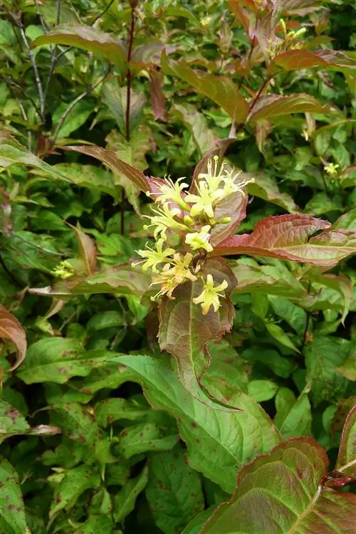 Диервилла крупным планом