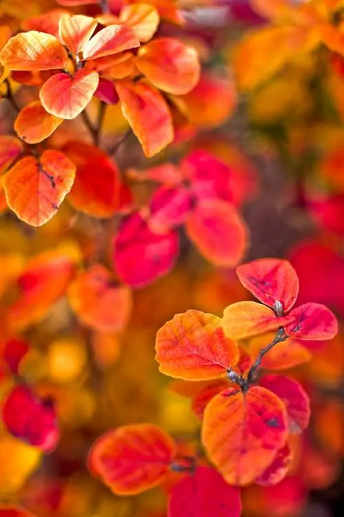 ведьмак крупным планом