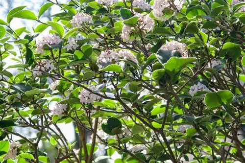 крупный план корейской калины