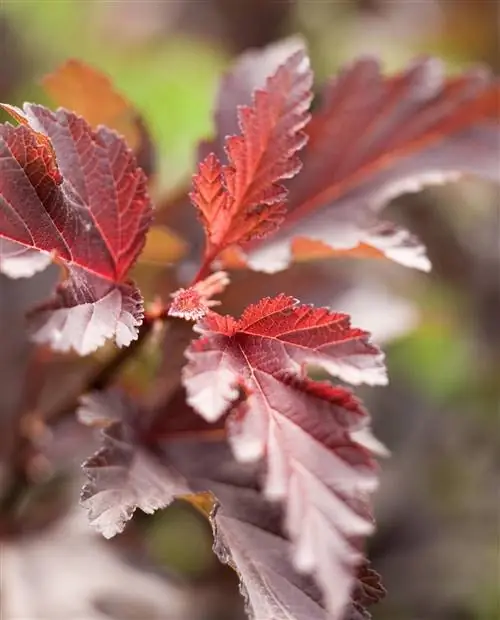 Ninebark-physocarpus-coppertina-cae3239a