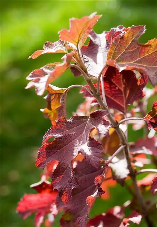 Дуболистная гортензия