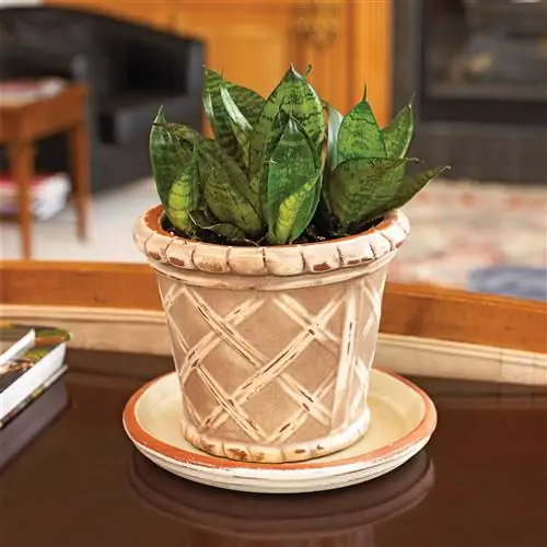 Птичье гнездо Змеиное растение Sansevieria trifasciata 'Hahnii'