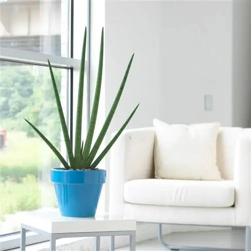 Цилиндрическое змеиное растение Sansevieria cylindrica на конце стола