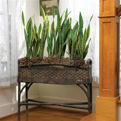 Лаурентия Сансевьера Sansevieria trifasciata