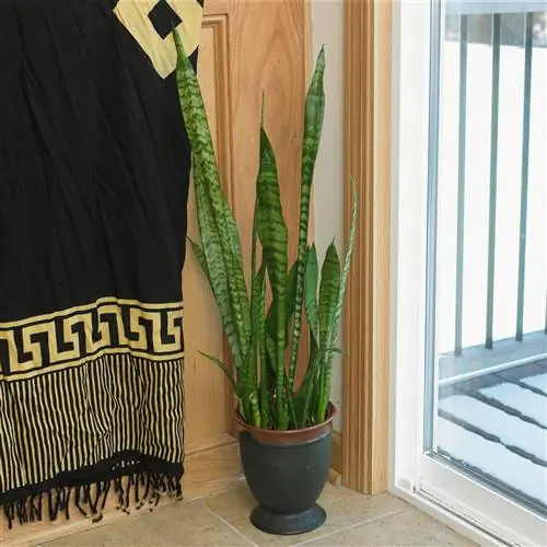 Пестрый змеиный завод Sansevieria trifasciata