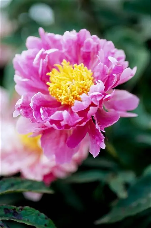 Пион Paeonia 'Sweet Marjorie'