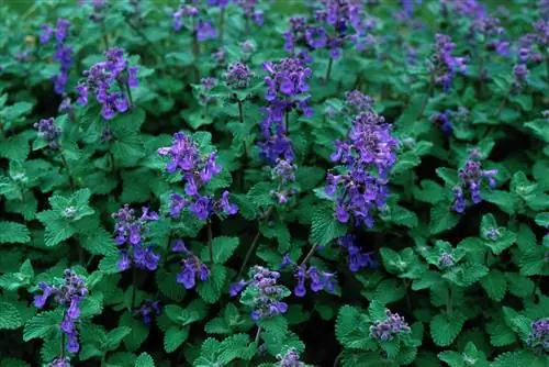 Кошачья мята Nepeta cataria