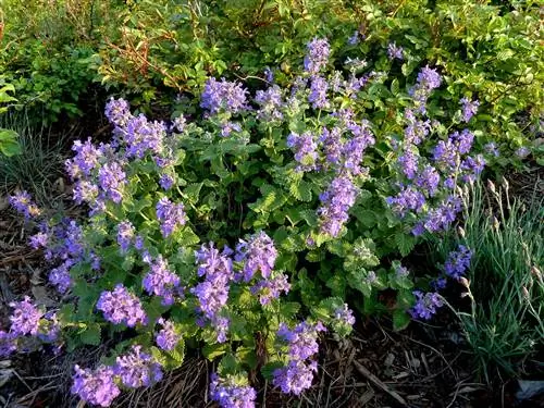 Непета 'Маленький Тыч'