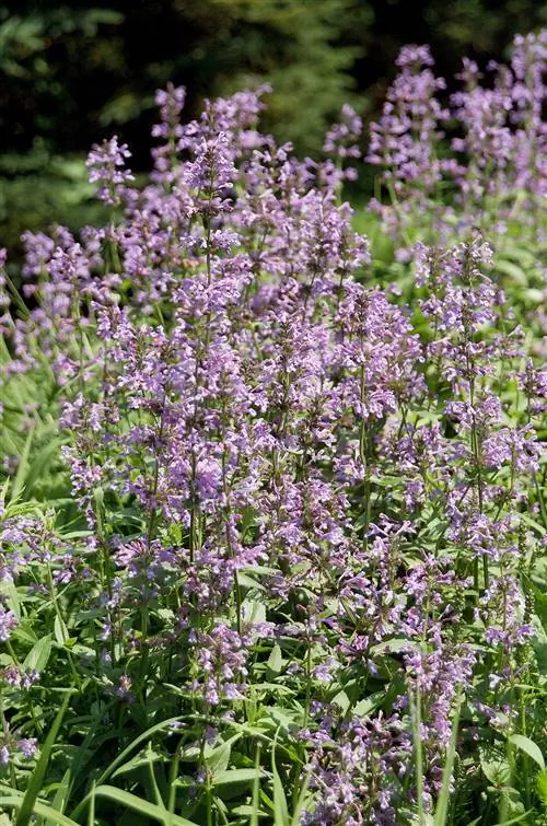 Фиолетовая кошачья мята Фаассена