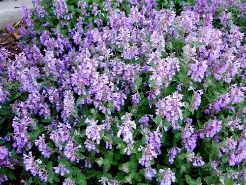 Nepeta mussinii персидская кошачья мята