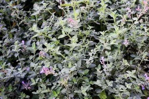 Как посадить и вырастить кошачью мяту