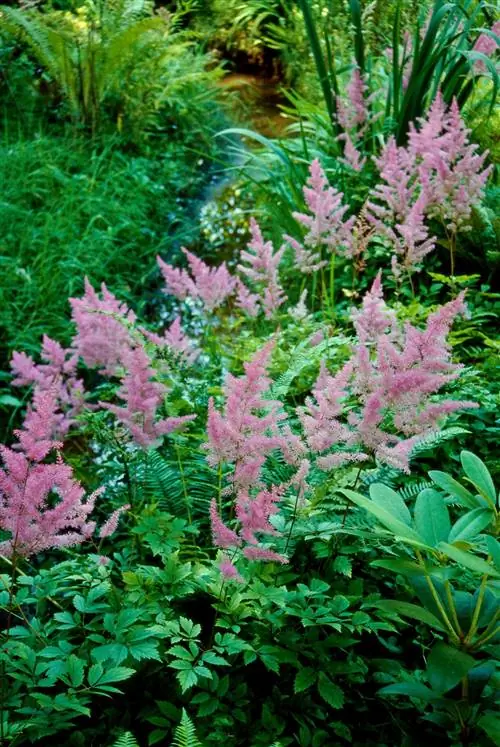 розовые цветки астильбы