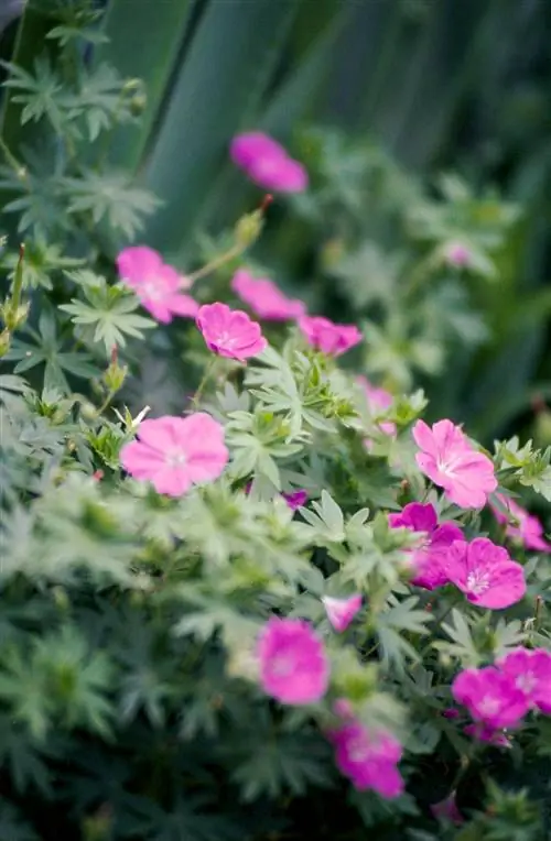 кровавый журавль розовые цветы