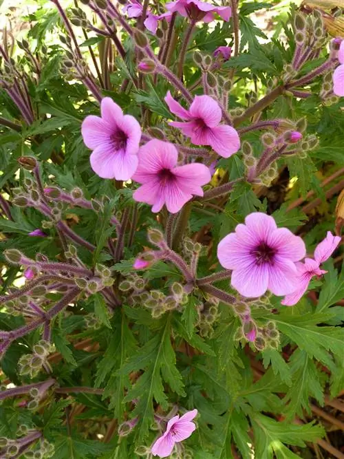 Мадейра Крейнсбилл