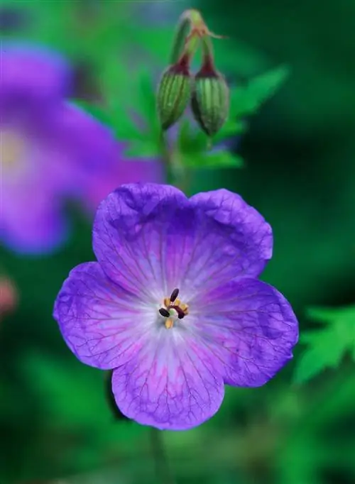 Герань многолетняя 'Джонсон Блю'