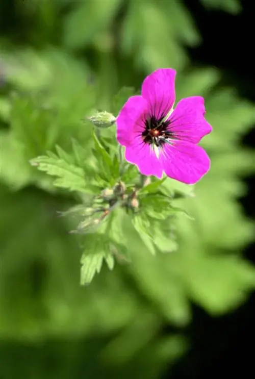 Розовая герань 'Ann Folkard'