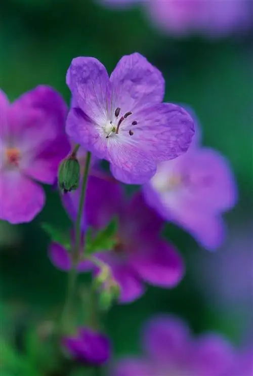 пурпурная герань 'Brookside'
