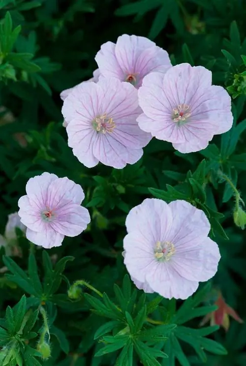 полосатая кровавая герань