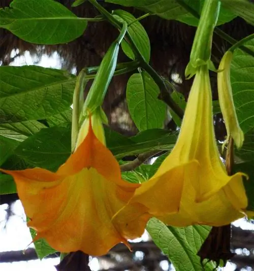 Труба Ангела Чарльза Гримальди