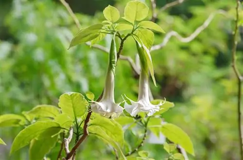 Двойная белая труба ангела