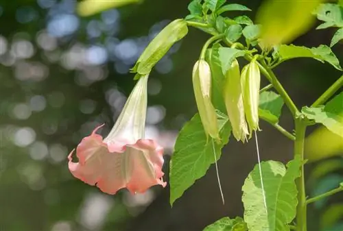 Труба ангела Grand Marnier