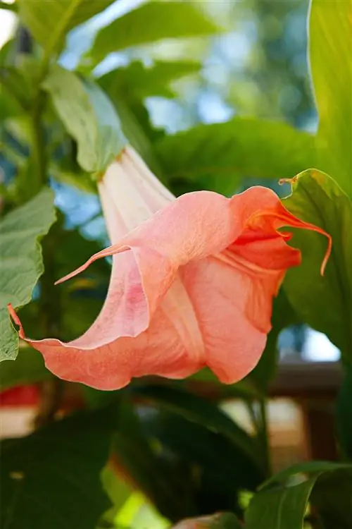 Труба ангела Mango Crush