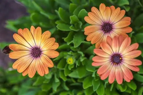 Osteospermum Sideshow Медно-абрикосовый