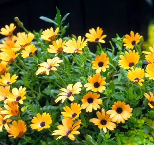 Остеоспермум 'Солнечная темная Флоренция'