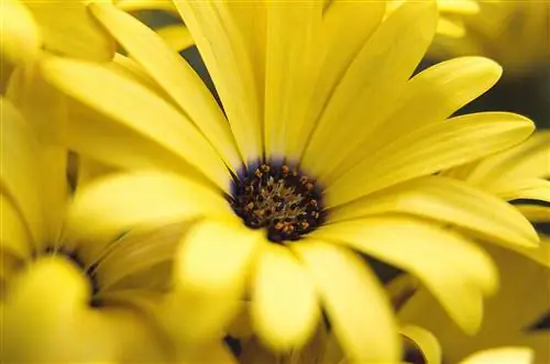 Остеоспермум 'Желтая симфония'