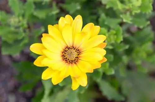 Остеоспермум 'Zion Sun Yellow'