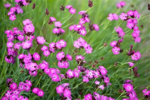 растение-компаньон розового диантуса для остеоспермума