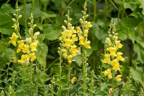 желтый львиный зев