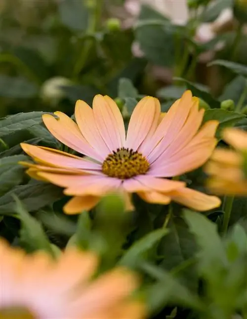 Остеоспермум 'Мара'